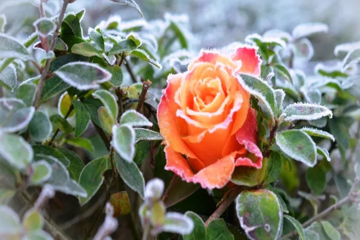 Sabah 3 dərəcə şaxta  olacaq - hava PROQNOZU 