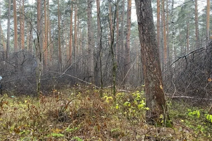 Parkda başı kəsilmiş  qadın meyiti tapıldı