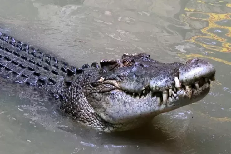 Timsah futbol oynayan  uşağı dostlarının gözü önündə parçaladı 