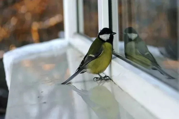 Quşun pəncərəyə qonması yaxşı əlamətdir, yoxsa pis? - XALQ İNANCLARI 