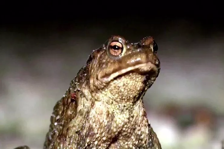 Evin yaxınlığında qurbağa  görünməsinin mənası nədir?