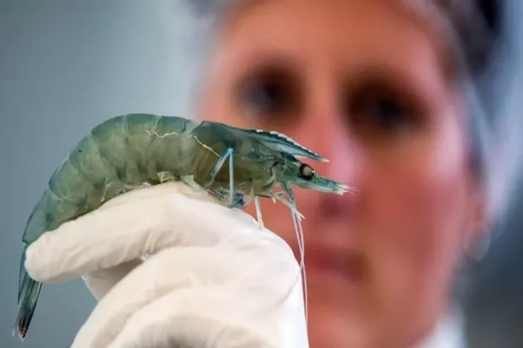 Çində dəniz məhsullarında görmə itkisinə səbəb  ola bilən virus aşkarlandı