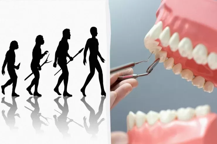 Ağıl dişlərinin zəka ilə əlaqəsi  - Onlar nə üçün lazımdır?