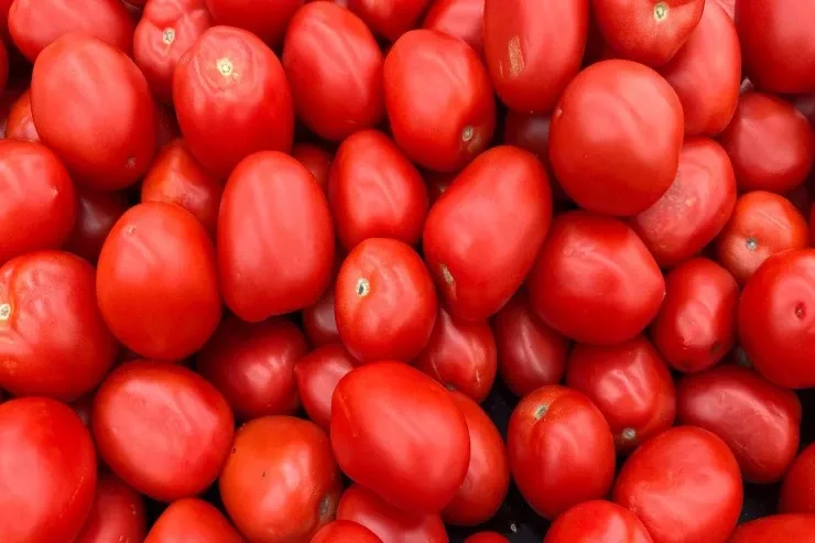 Pomidorları necə və nə qədər suvarmaq  lazımdır? - bol məhsul üçün qaydalar 