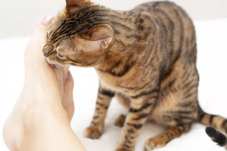 Niyə pişiklər tər qoxusunu sevir? - 5 maraqlı səbəb 