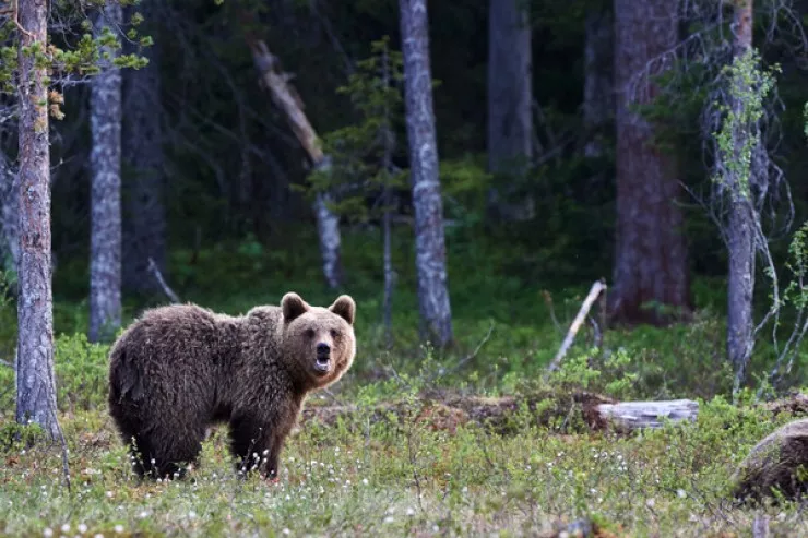 Ayı oğlu ilə dağda gəzən ananı parçaladı 