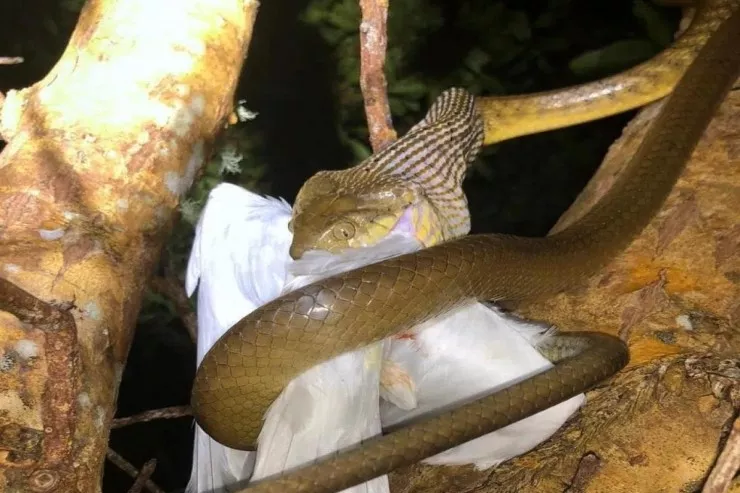 Bir ovuc ilan  bütün adanı ələ keçirdi 