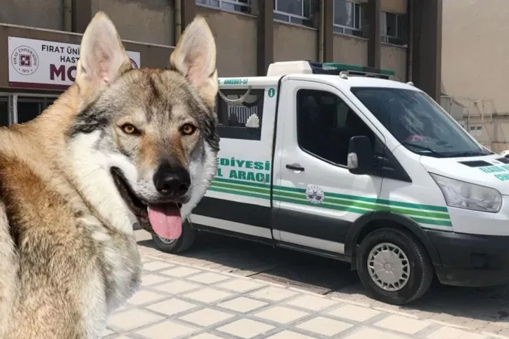 Canavar zənn edib qaranlığa ATƏŞ AÇDI  – Arvadını öldürdü