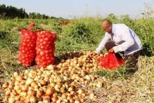 Fermer məhsul yetişdirir, amma niyə  qazana bilmir?   - Problemin səbəbi  