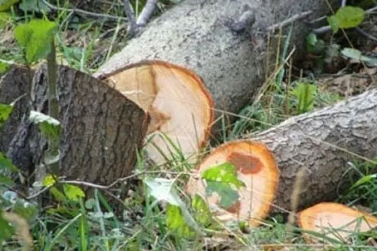"Ağ şəhər"də ağac kəsənlərin  ikisi saxlanıldı