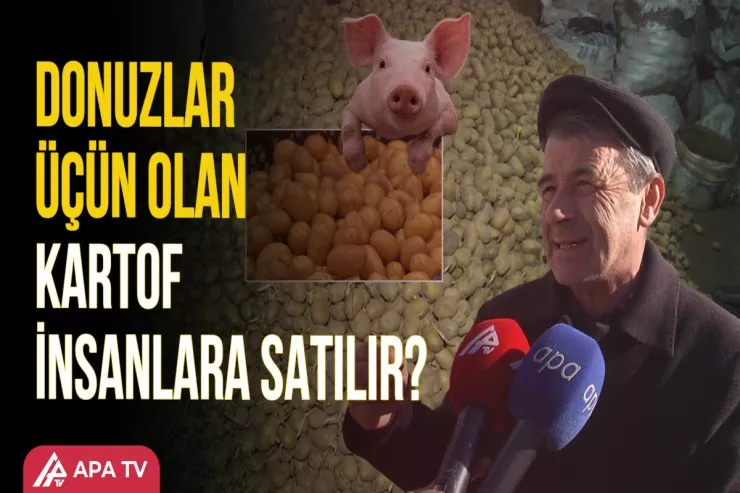 Gizli təhlükə: Aldığınız kartofda bu əlamətlər varsa, YEMƏYİN!  -VİDEO 