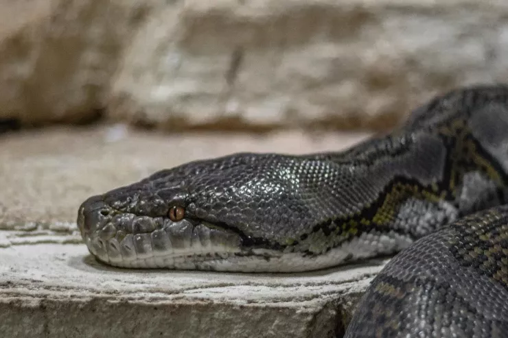 Dünyanın ən uzun ilanı  aşkarlandı