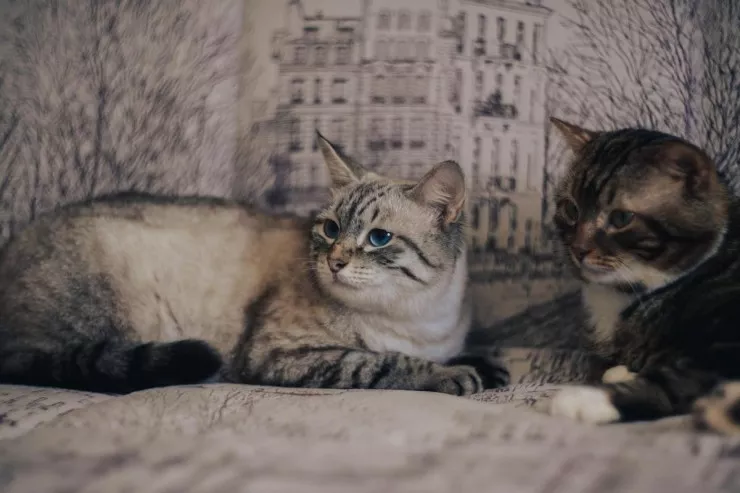 İnsan və pişik yaddaşı  arasındakı fərq AÇIQLANDI 