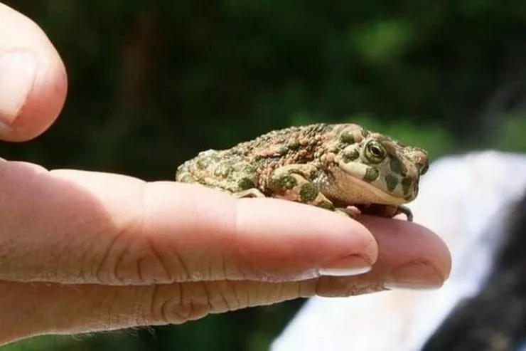 Bu yol qurbağaların xətrinə  altı həftə bağlı olacaq 