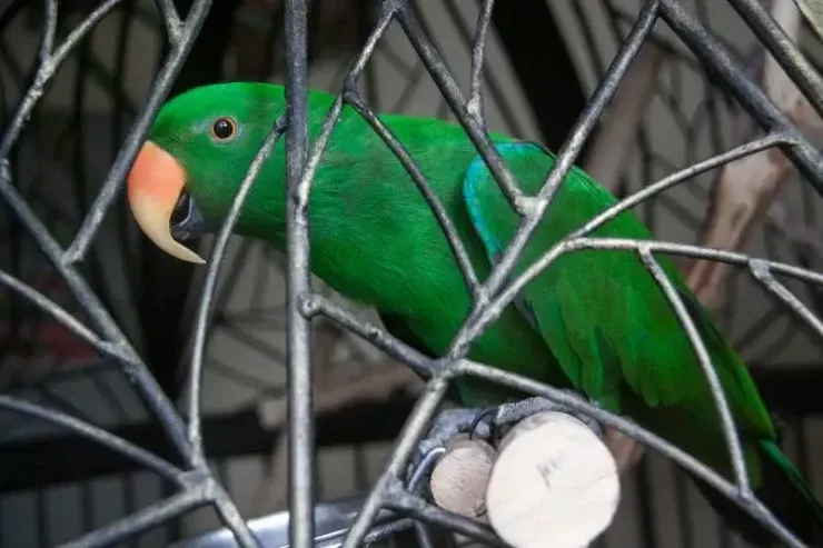 Tutuquşu sahibini polisə  “təslim etdi” - Dəhşətli cinayətin üstü açıldı 