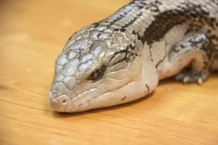 Niyə hamı onlardan qorxur:  Dünyanın ən təhlükəli və zəhərli  məxluqları