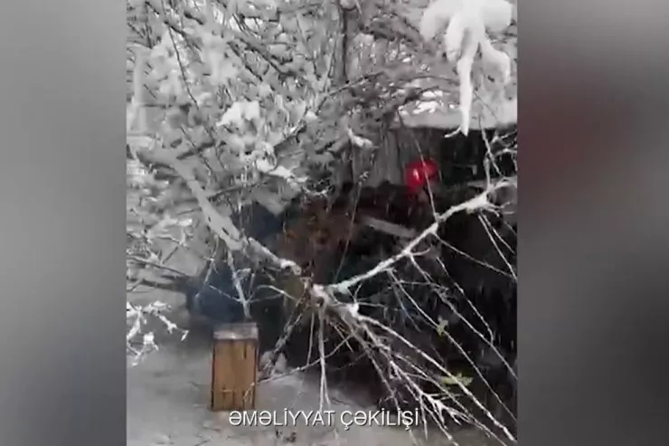 Cəlilabadda ağac qadının üstünə aşdı - VİDEO 