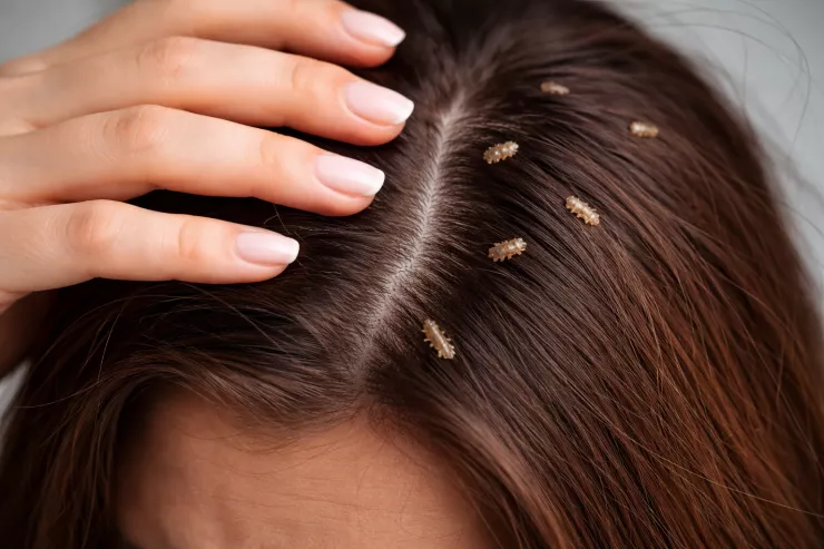 Yuxuda bit  görmək nə deməkdir?