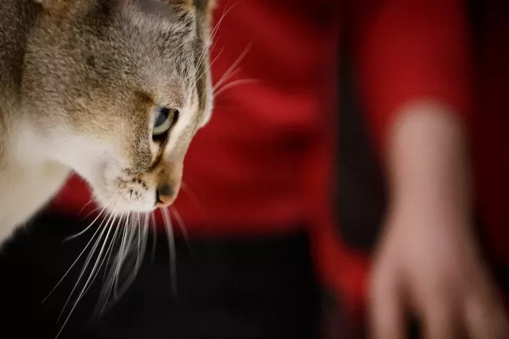 Pişiklərin gözlərinin  qaranlıqda işıq saçmasının SƏBƏBİ 