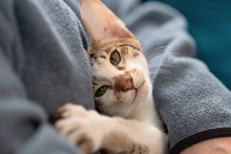 Xırdalanda 72 yaşlı kişi pişik saxlamaq üstündə  arvadını döydü