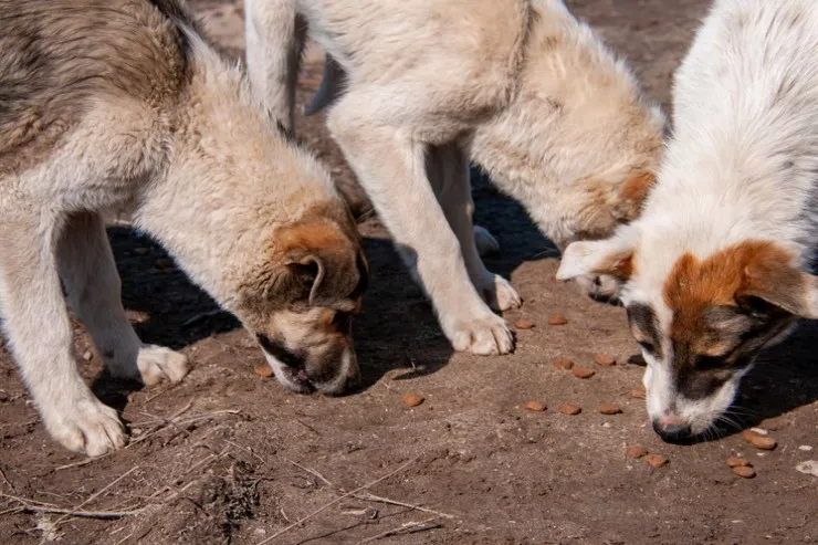 Repçinin itləri  qoca qadını parçaladı 