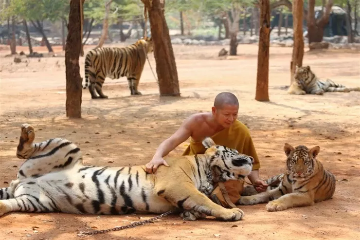 Tailandda ölümcül virus: 72 pələng öldü 