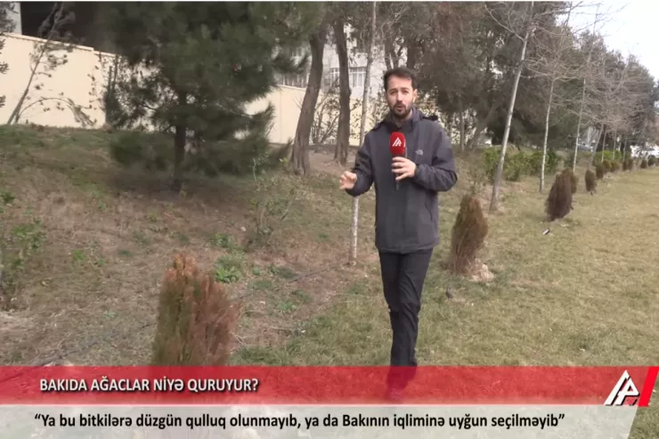 Bakıda bu ağaclar niyə quruyur?  İcra deyir ki, ehtiyatımız var -VİDEO 