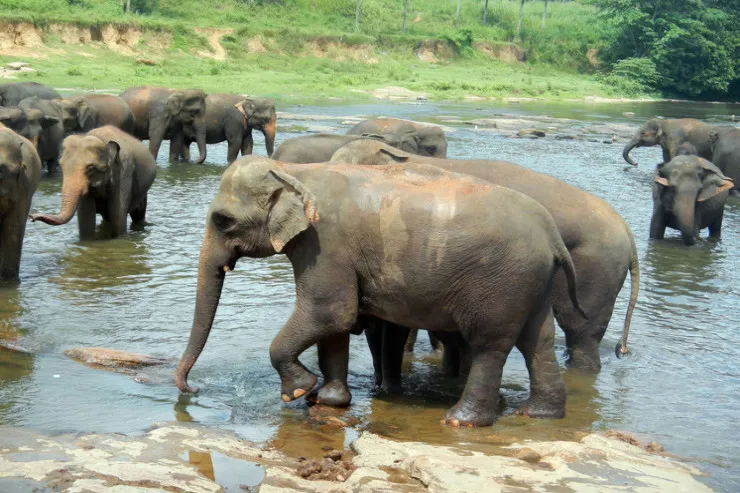 Fillər qadını yerə çırpıb  öldürdü