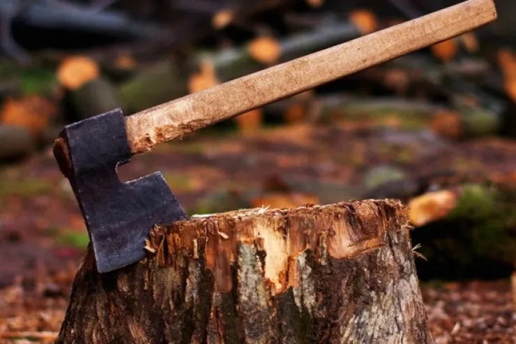 Ağacları kəsən şəxs saxlanıldı - 13 min manat cərimə 