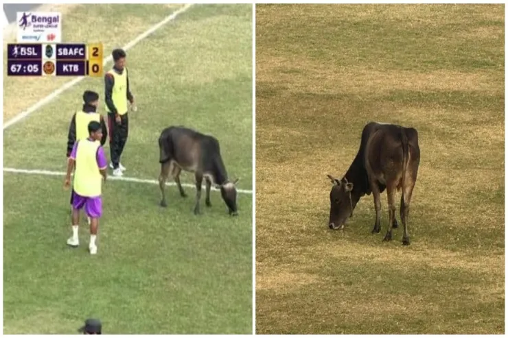 Futbol oyunu qeyri-adi səbəbdən  dayandırıldı: meydana inək girdi 