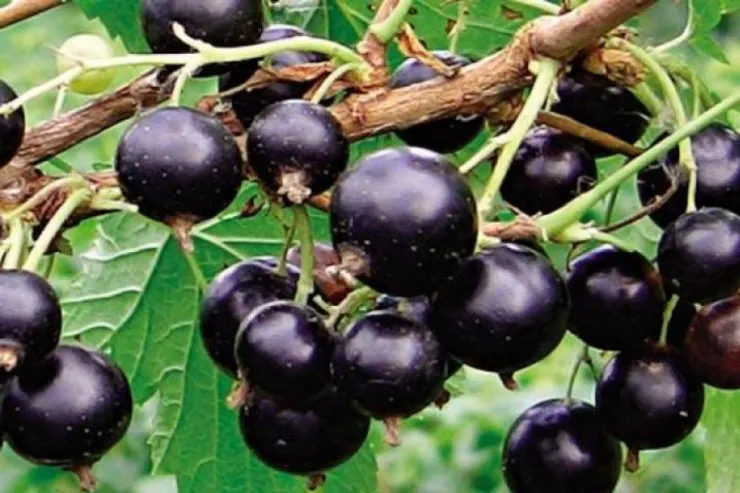 Qara qızıl:   Şəkəri və qan təzyiqini tənzimləyən  meyvə