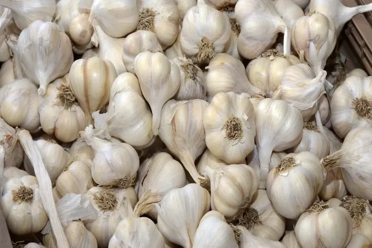 Sarımsağı soyuducuda saxlamaq  olarmı?