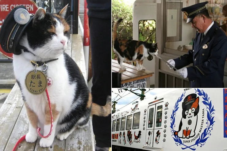 Pişik qatar stansiyasında  növbətçi oldu -  VİDEO 