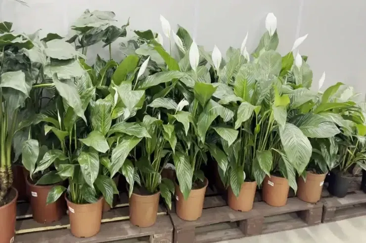 Faydalı maddələr ifraz edən və sağlamlaşdıran  otaq bitkiləri