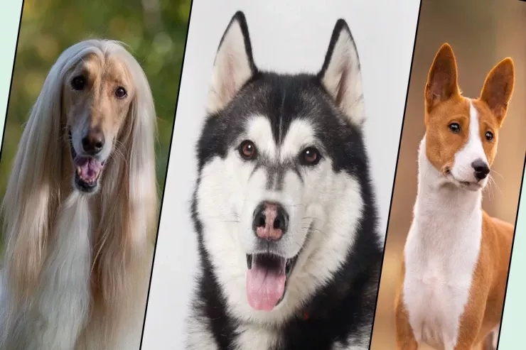 Ən çox xəstələnən it cinsləri  hansılardır?