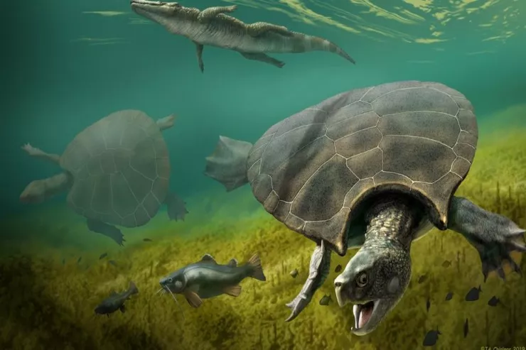 İnsandan daha böyük  - tarixin ən böyük şirin su tısbağası  haqqında nə məlumdur?