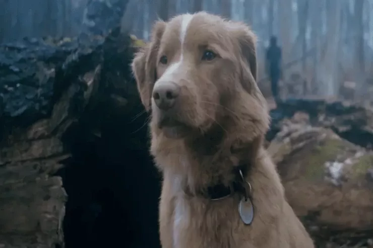 Tarixdə ilk dəfə:  İt aktyorluq oyununa  görə mükafat aldı 