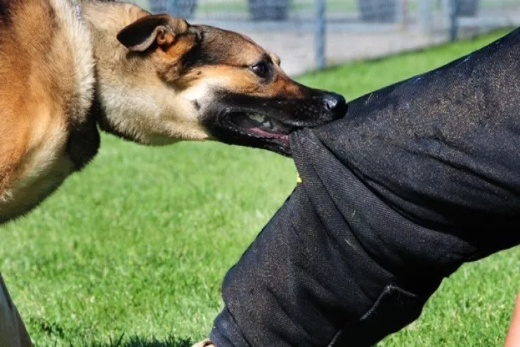 Bakının bu rayonunda bir ayda  65 nəfəri it dişləyib  - Deputat