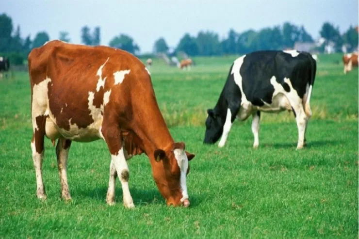 Qax sakinlərinin mal-qarasını dələduzluqla ələ keçirən tutuldu - VİDEO 