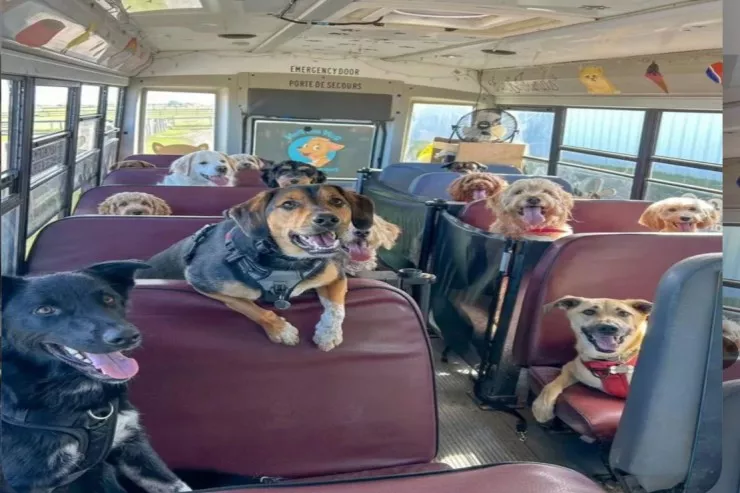 Bu ölkədə itlər də   məktəbə gedir