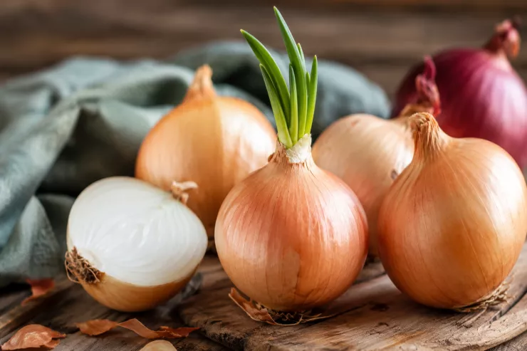 Cücərmiş soğanı yemək olarmı? 