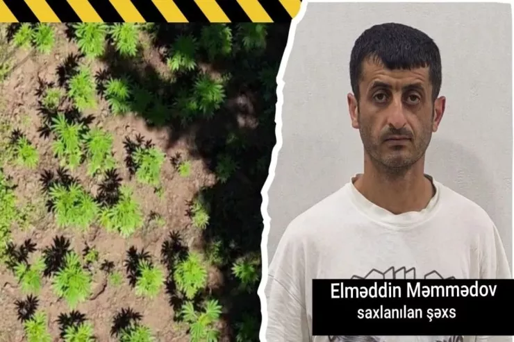 Hirkan Milli Parkında narkotik plantasiyası  aşkarlandı -  VİDEO 