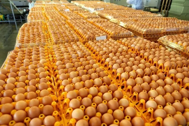 İllərlə yumurta oğurladı:  quşçuluq fermasına 22 min ziyan vurdu 