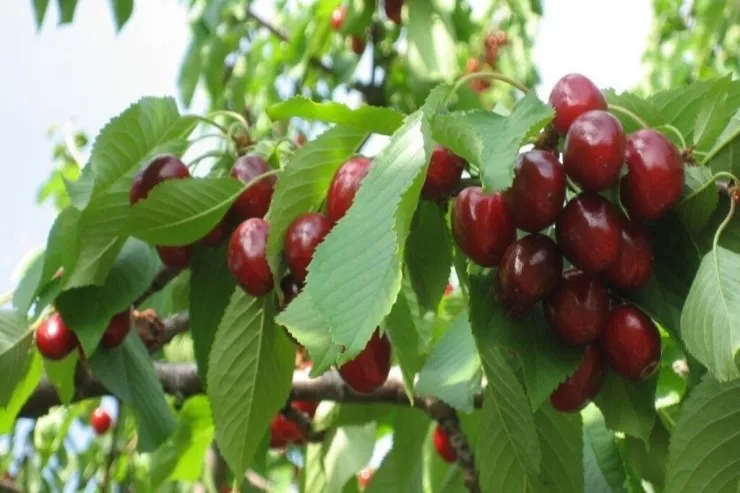 Gilas hansı xəstəliklərdən  qoruyur?