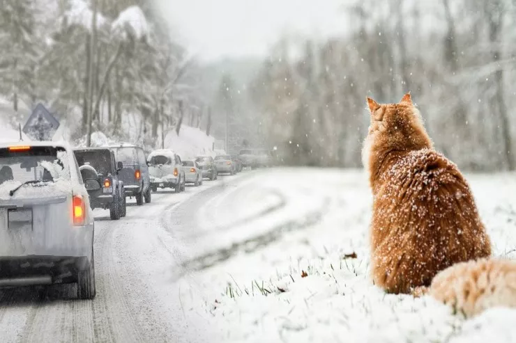 Sabah bu ərazilərə güclü qar  yağacaq - hava PROQNOZU 