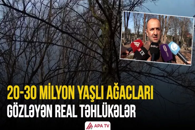 20-30 milyon yaşlı ağaclar və təhlükələr -VİDEO 