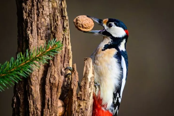 Ağacdələn ağacı saniyədə 20 dəfə döyür:  niyə başı ağrımır? 