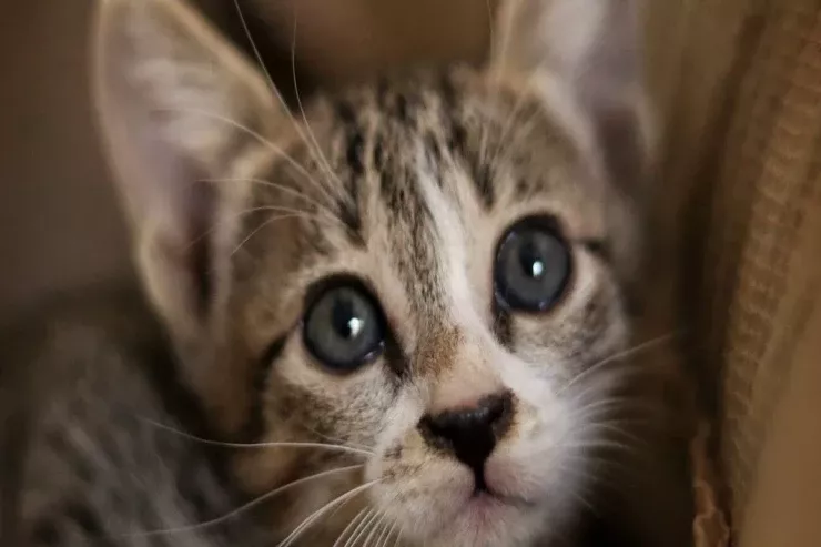 Pişiyin göz yaşları  nə deməkdir: bu, emosiyadır, yoxsa sağlamlıq XƏBƏRDARLIĞI 