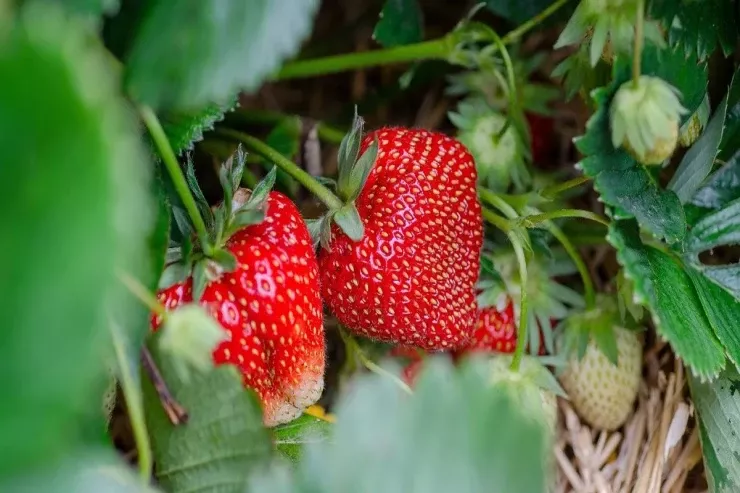 Mart ayında çiyələklə  bunu edin - yayda vedrələrlə məhsul yığacaqsınız 