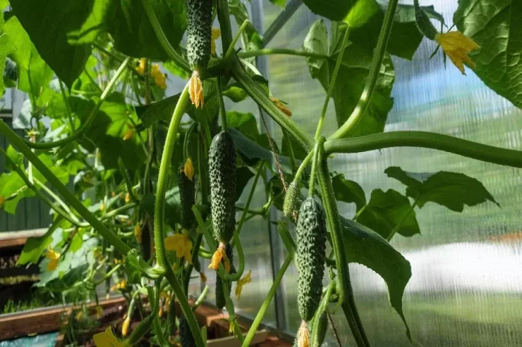 Xiyar yetişdirməyin yapon üsulu 